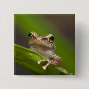 Bóton Quadrado 5.08cm Coqui-comum, Eleutherodactylus coqui