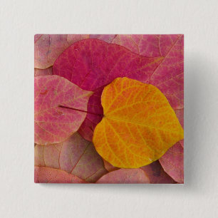 Bóton Quadrado 5.08cm Cor de outono no Forest Pansy Redbud caído