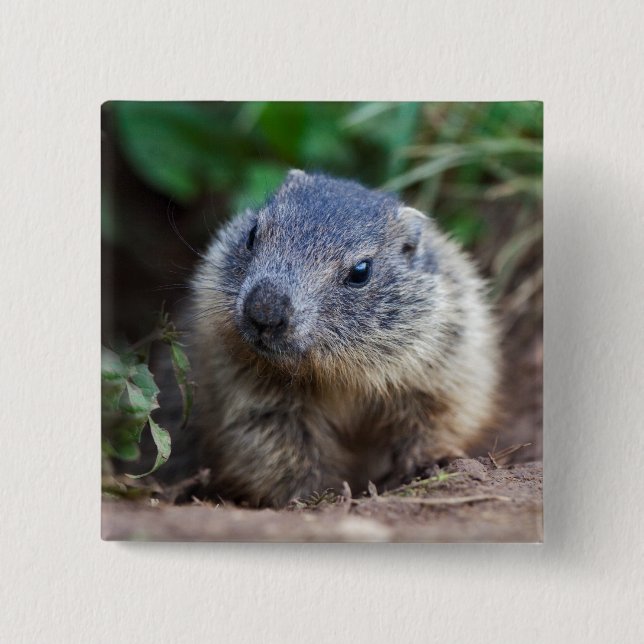 Bóton Quadrado 5.08cm Crachá Curioso de Bebê Marmot (Frente)