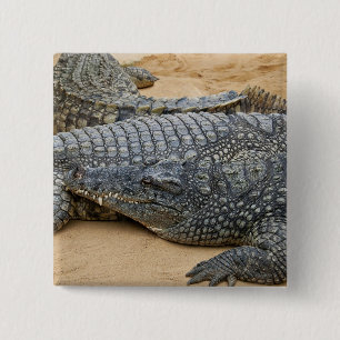 Bóton Quadrado 5.08cm Crocodilos
