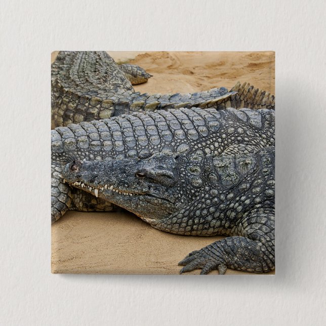 Bóton Quadrado 5.08cm Crocodilos (Frente)