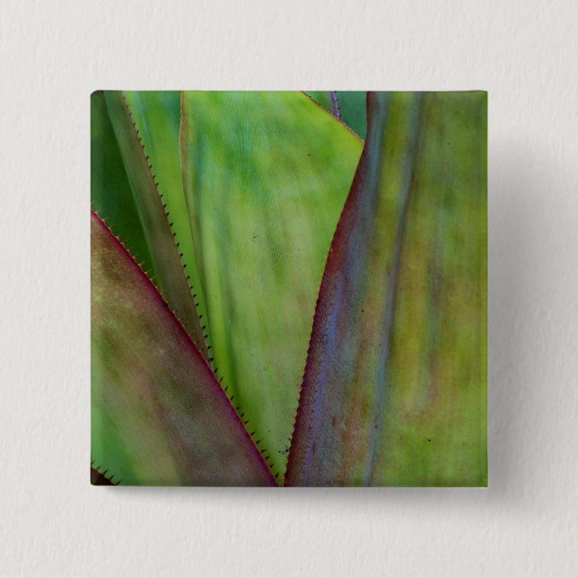 Bóton Quadrado 5.08cm Detalhes da Planta Agave (Frente)