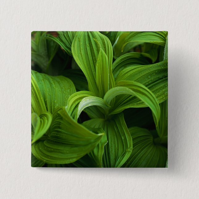 Bóton Quadrado 5.08cm Dewdrops em um Helabore falso (Frente)