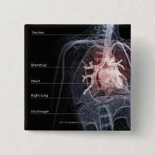 Bóton Quadrado 5.08cm Diagrama do sistema respiratório e do coração
