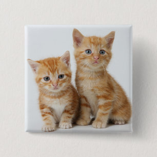 Bóton Quadrado 5.08cm Dois gatinhos adoráveis