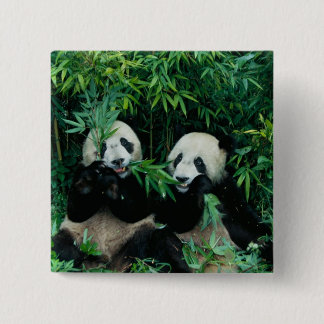 Bóton Quadrado 5.08cm Dois pandas comendo bambu juntos, Wolong