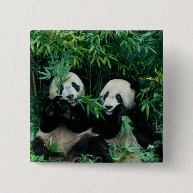 Bóton Quadrado 5.08cm Dois pandas comendo bambu juntos, Wolong (Frente)