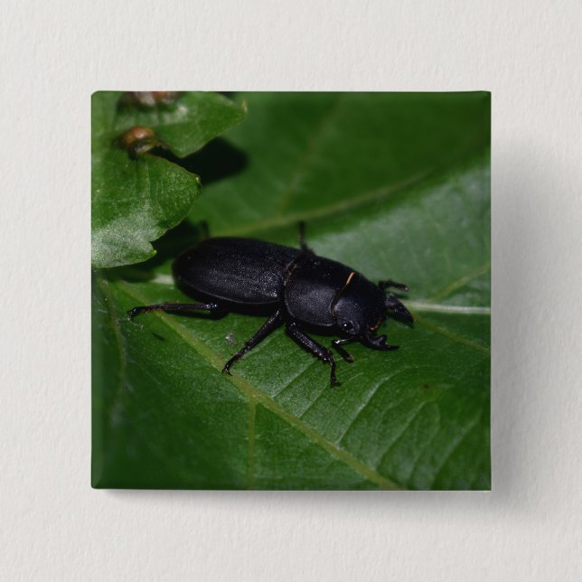 Bóton Quadrado 5.08cm Dorcus parallelipipedus , o escaravelho inferior (Frente)