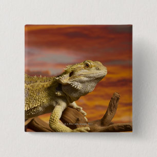Bóton Quadrado 5.08cm Dragão farpado (Pogona Vitticeps) no ramo,