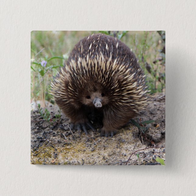 Bóton Quadrado 5.08cm Echidna bonito de Austrália (Frente)