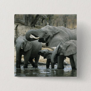 Bóton Quadrado 5.08cm Elefante-africano, (Loxodonta africana), bebendo