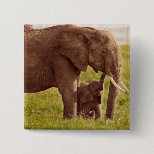 Bóton Quadrado 5.08cm Elefante & bebê das imagens   de Getty