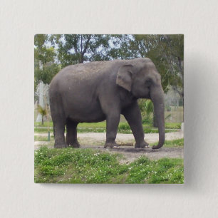 Bóton Quadrado 5.08cm Elefante em Caminho Suave de Bosque