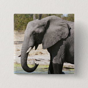 Bóton Quadrado 5.08cm Elefante (Loxodonta africana), Canal Savute