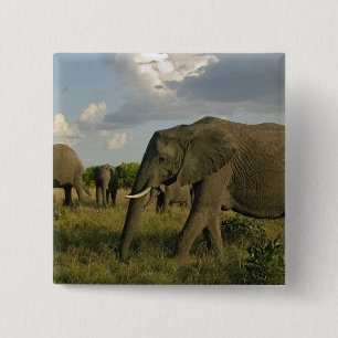 Bóton Quadrado 5.08cm Elefantes africanos pastando, Loxodonta africana,