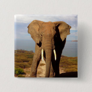 Bóton Quadrado 5.08cm Elephant Beach Day Outing,