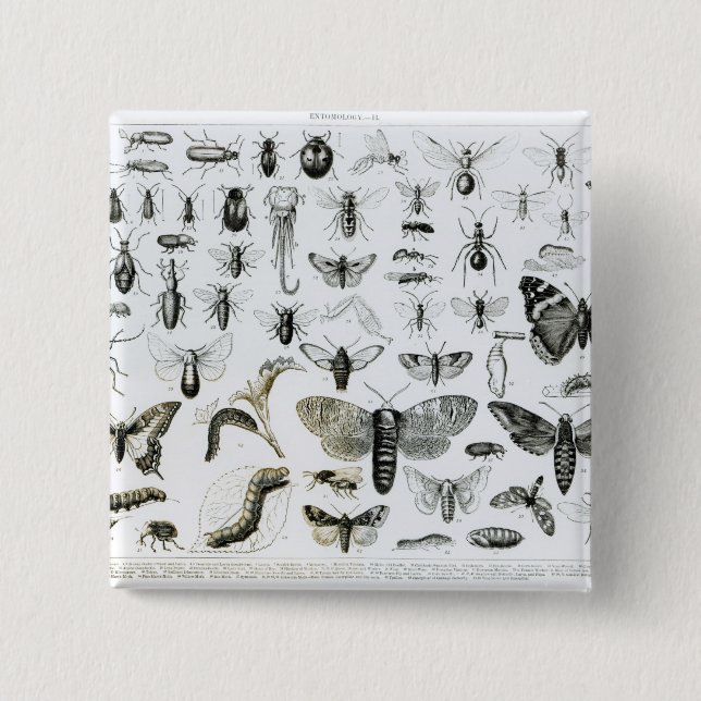 Bóton Quadrado 5.08cm Entomologia (Frente)