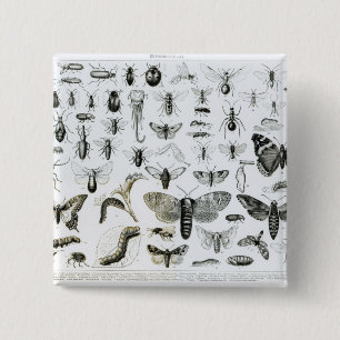 Bóton Quadrado 5.08cm Entomologia