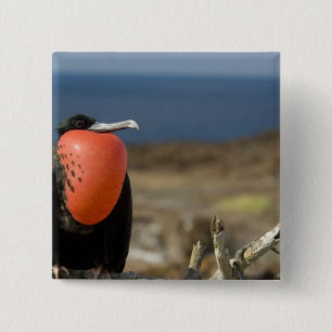 Bóton Quadrado 5.08cm Equador, Galápagos, Ilha Genovesa. Príncipe