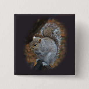 Bóton Quadrado 5.08cm Esquilo da Cinza oriental - Sciurus carolinensis