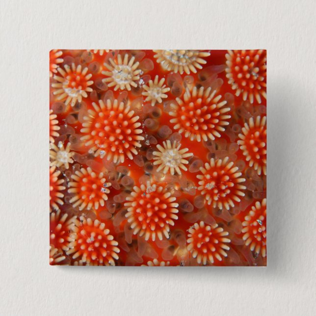 Bóton Quadrado 5.08cm Estrela de mar macro (Frente)