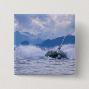 Bóton Quadrado 5.08cm EUA, Alasca, Floresta Nacional Tongass, Jubarte