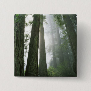 Bóton Quadrado 5.08cm EUA, Califórnia, Parque Nacional Redwood,