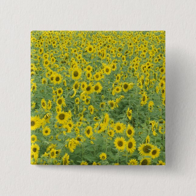 Bóton Quadrado 5.08cm EUA, Kentucky, Fayette County Pattern no campo (Frente)