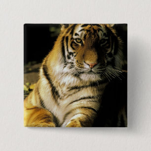 Bóton Quadrado 5.08cm EUA, Michigan, Detroit. Detroit Zoo, tigre 3