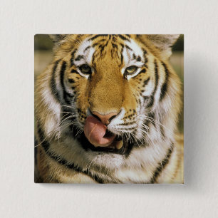 Bóton Quadrado 5.08cm EUA, Michigan, Detroit. Zoológico de Detroit, tigr