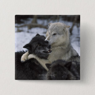 Bóton Quadrado 5.08cm EUA, Montana, lobos que jogam na neve