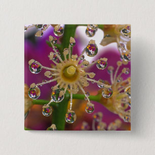 Bóton Quadrado 5.08cm EUA, Oregon, Portland. As flores do Cosmos reflete