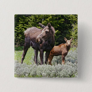 Bóton Quadrado 5.08cm EUA, Wyoming, Montanhas Bighorn, alce Alces
