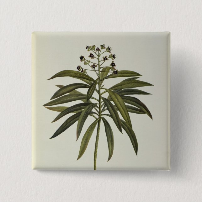 Bóton Quadrado 5.08cm Eufórbio Mellifera (Frente)