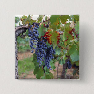 Bóton Quadrado 5.08cm Europa, França, Roussillon. Vinhas, com