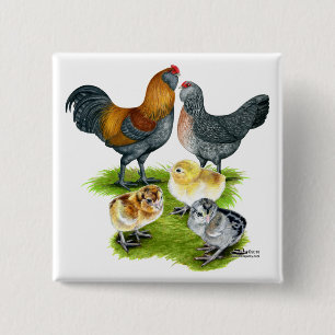 Bóton Quadrado 5.08cm Família Ameraucana de frango
