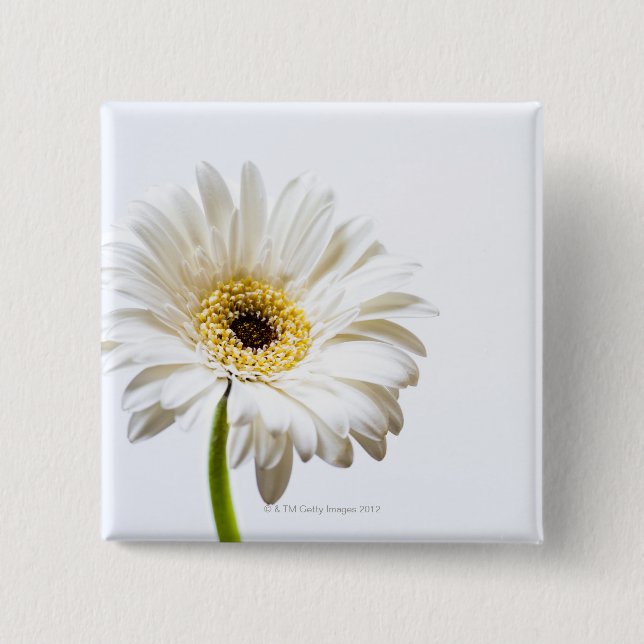 Bóton Quadrado 5.08cm Feche acima da cabeça de flor do Gerbera (Frente)