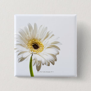 Bóton Quadrado 5.08cm Feche acima da cabeça de flor do Gerbera