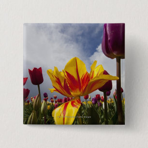Bóton Quadrado 5.08cm Feche acima das tulipas de florescência coloridas