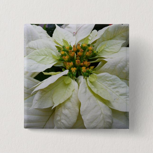Bóton Quadrado 5.08cm Feriado de Natal Elegante de Poinsettia Branca (Frente)