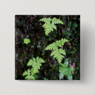 Bóton Quadrado 5.08cm Ferns -