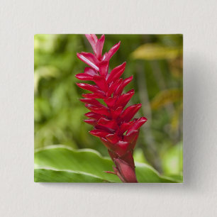 Bóton Quadrado 5.08cm Fiji, Ilha Viti Levu. Flor.