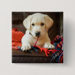 Bóton Quadrado 5.08cm Filhote de cachorro das imagens de Getty em um