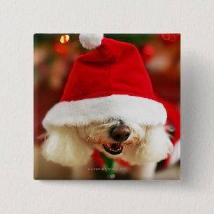 Bóton Quadrado 5.08cm Filhote de cachorro de Bichon Frise que veste o