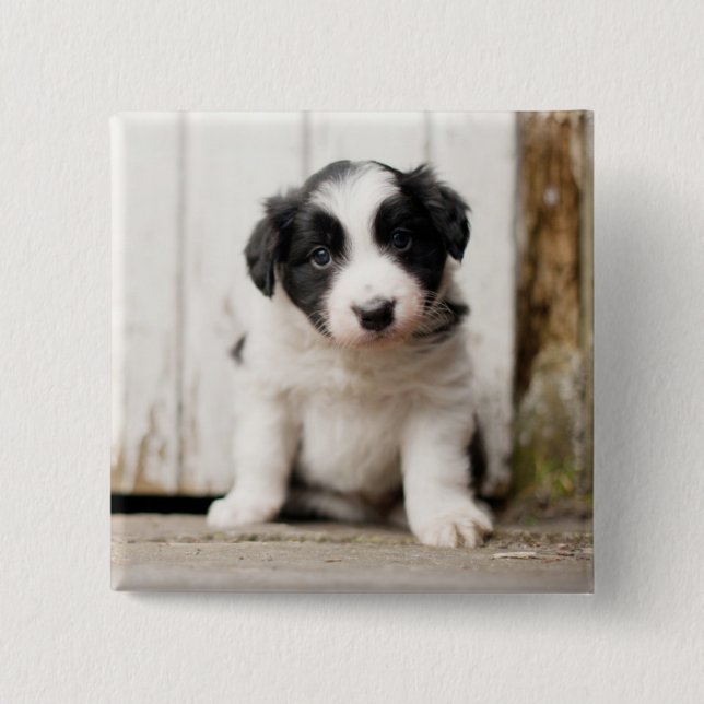 Bóton Quadrado 5.08cm Filhote de cachorro de border collie (Frente)