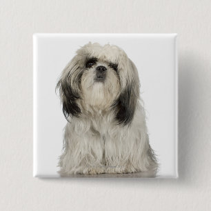 Bóton Quadrado 5.08cm Filhote de cachorro de Terrier tibetano