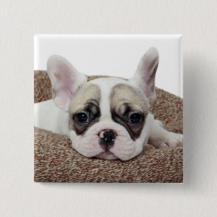 Bóton Quadrado 5.08cm Filhote de cachorro do buldogue francês que