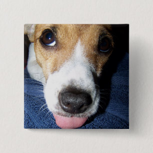 Bóton Quadrado 5.08cm Filhote de cachorro do terrier de Jack Jussell com