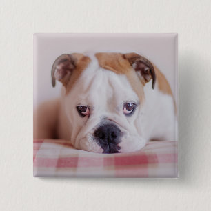 Bóton Quadrado 5.08cm Filhote de cachorro inglês tímido do buldogue