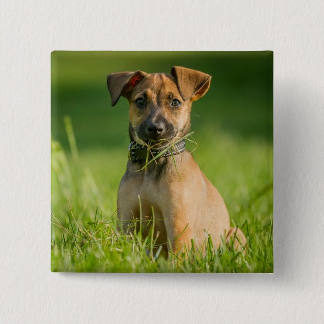 Bóton Quadrado 5.08cm Filhote de cachorro na grama (Frente)
